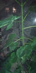 Paulownia