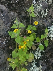 Erythranthe floribunda