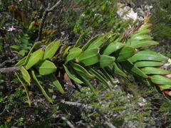 Lobostemon sanguineus