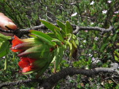 Lobostemon sanguineus