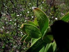 Lobostemon sanguineus