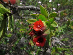 Lobostemon sanguineus