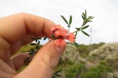 Indigofera candicans