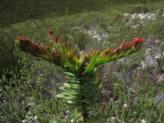 Lobostemon sanguineus