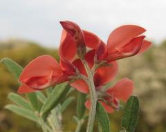 Indigofera candicans