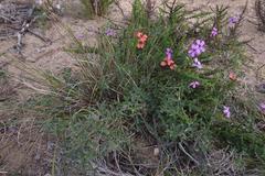Indigofera candicans