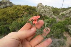 Indigofera candicans