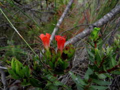 Lobostemon sanguineus
