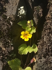 Erythranthe floribunda