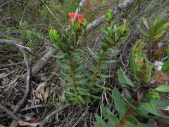 Lobostemon sanguineus