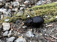 Cychrus tuberculatus