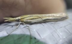 Agriphila deliella