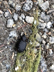 Cychrus tuberculatus