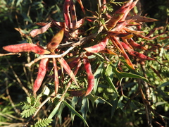 Mimosa texana