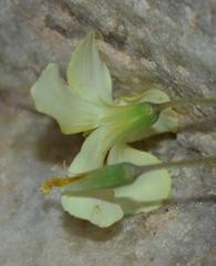Oxalis copiosa