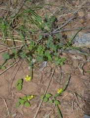 Oxalis copiosa