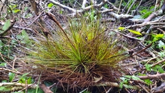 Tillandsia punctulata