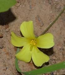 Oxalis copiosa