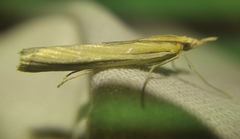 Agriphila deliella