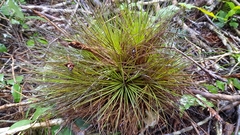 Tillandsia punctulata