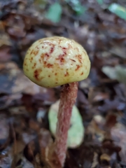 Aureoboletus betula