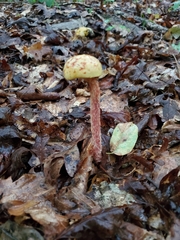 Aureoboletus betula