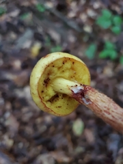 Aureoboletus betula