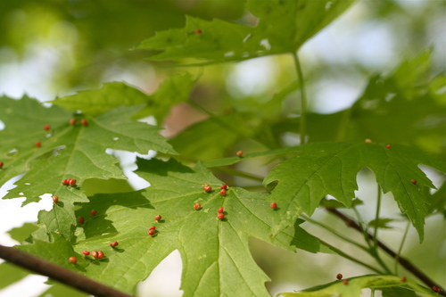 Maple Bladdergall Mite