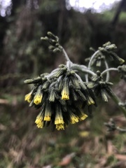 Hieracium avilae