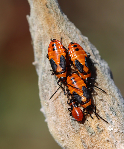 Large Milkweed Bug photographed in Connecticut