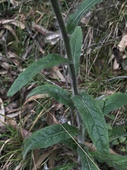 Hieracium avilae