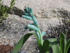 Lachenalia viridiflora