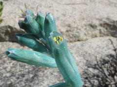 Lachenalia viridiflora
