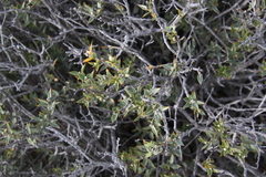 Larrea divaricata