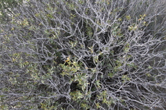 Larrea divaricata