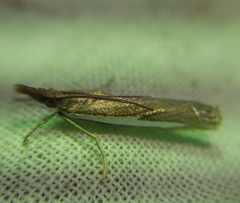 Crambus hamella