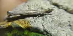 Agriphila poliellus