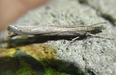 Agriphila poliellus