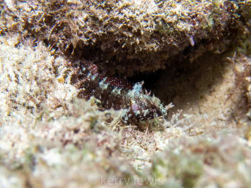 Mimic blenny (Gobioclinus guppyi) — Labrisomidae