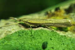 Agriphila poliellus