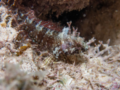Mimic Blenny photo 2