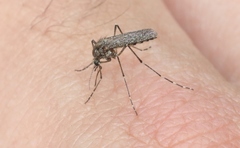 Aedes squamiger