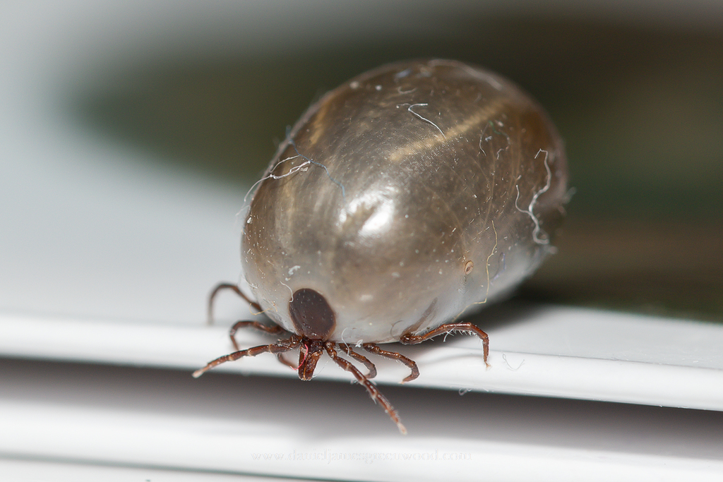 Castor bean tick (Ixodes ricinus)