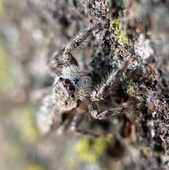Platycryptus undatus