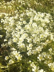 Limnanthes