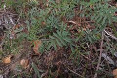 Tephrosia capensis capensis