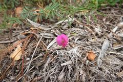 Tephrosia capensis capensis