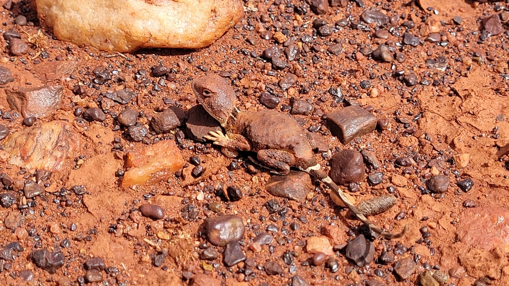 Hamersley Pebble-Mimic Dragon