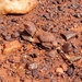 Hamersley Pebble Dragon - Photo (c) Morgan Lythe, some rights reserved (CC BY-NC), uploaded by Morgan Lythe