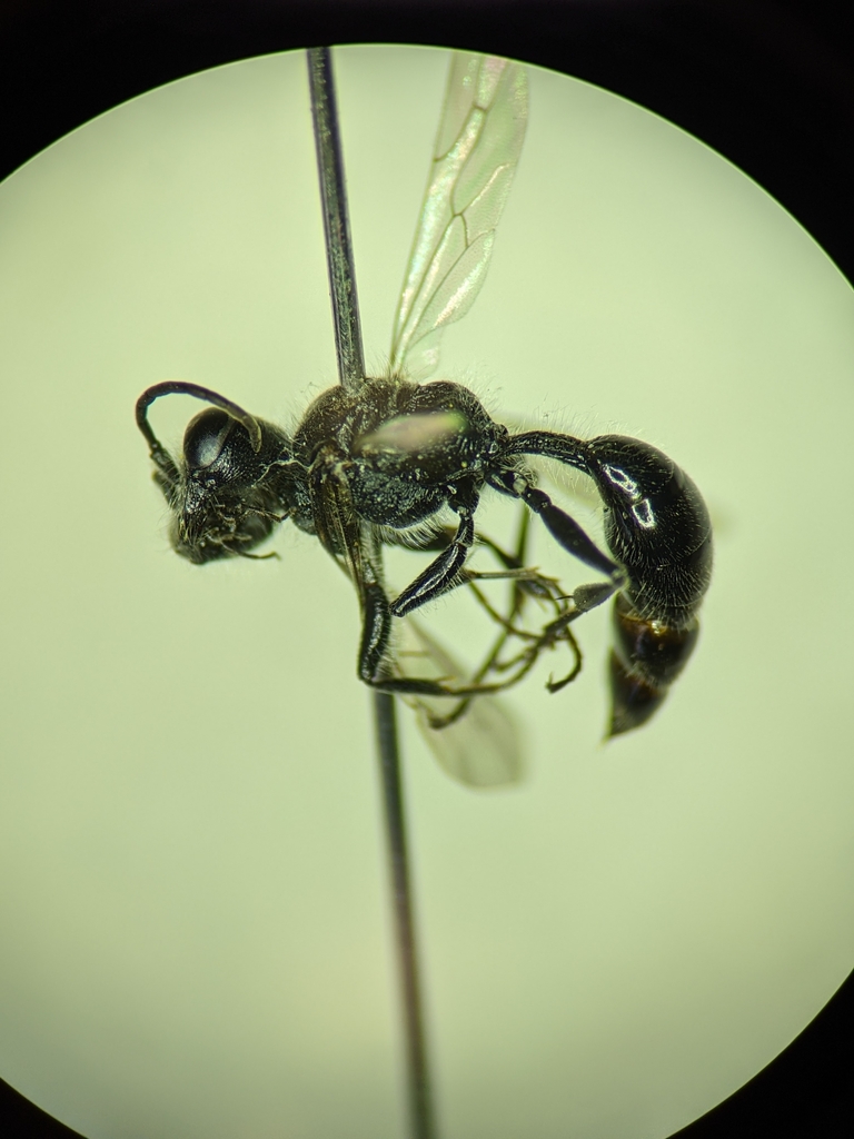 Mournful Wasp